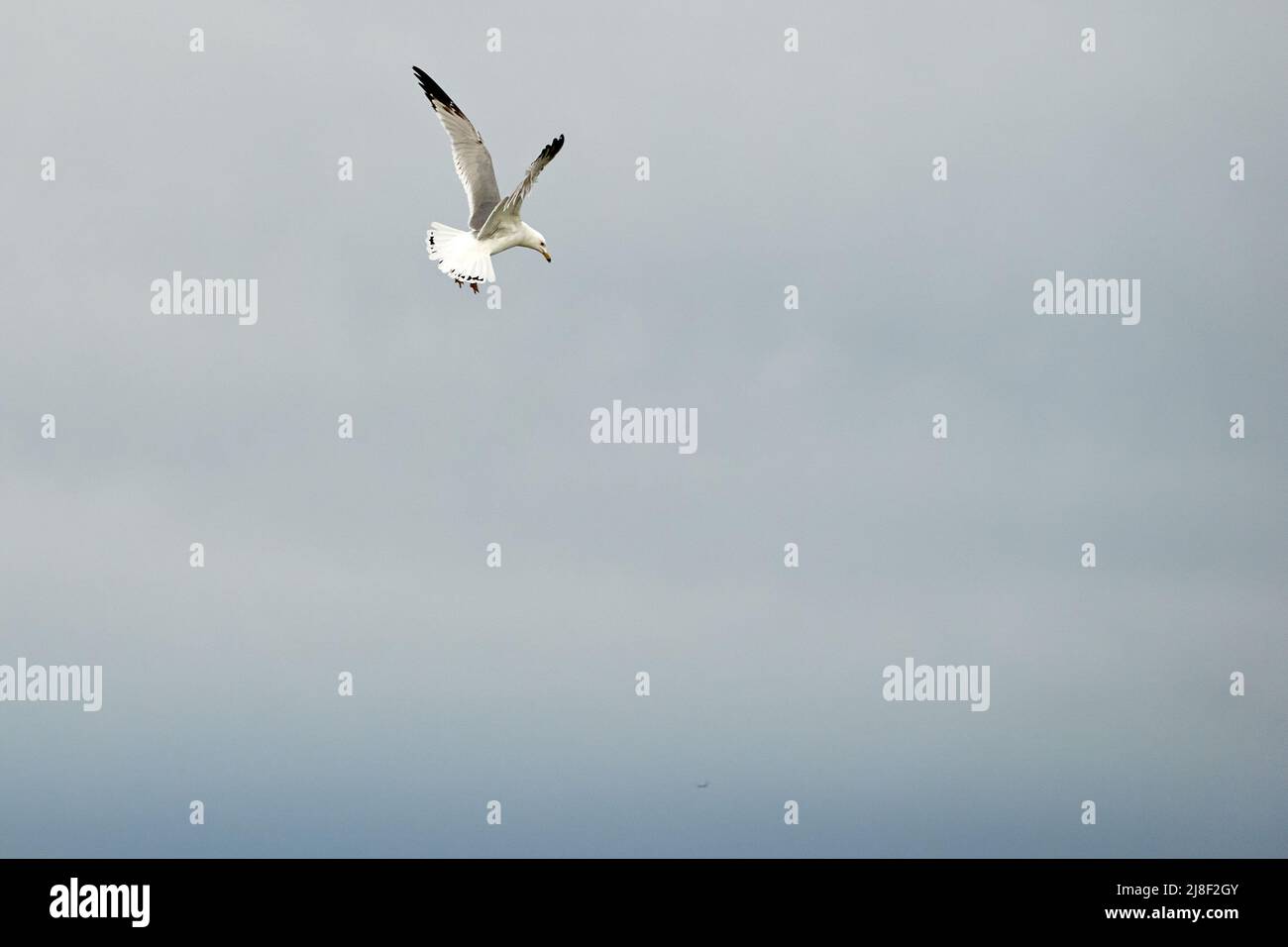 watching a seagull flying overhead Stock Photo