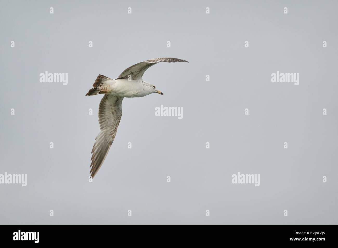 watching a seagull flying overhead Stock Photo