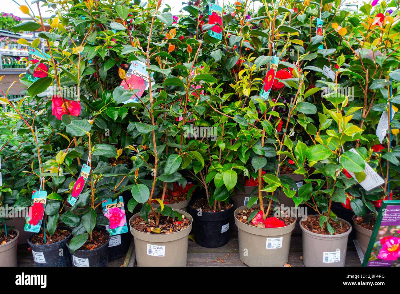 A display of priced Camellia plants for sale in Strikes Garden Centre in Stokesley North Yorkshire Stock Photo