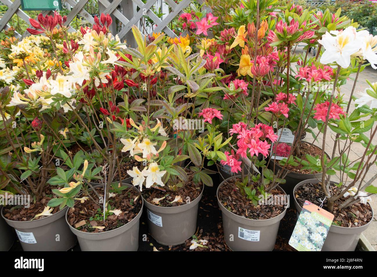 A display of Azaleas for sale as bedding plants for planting or for