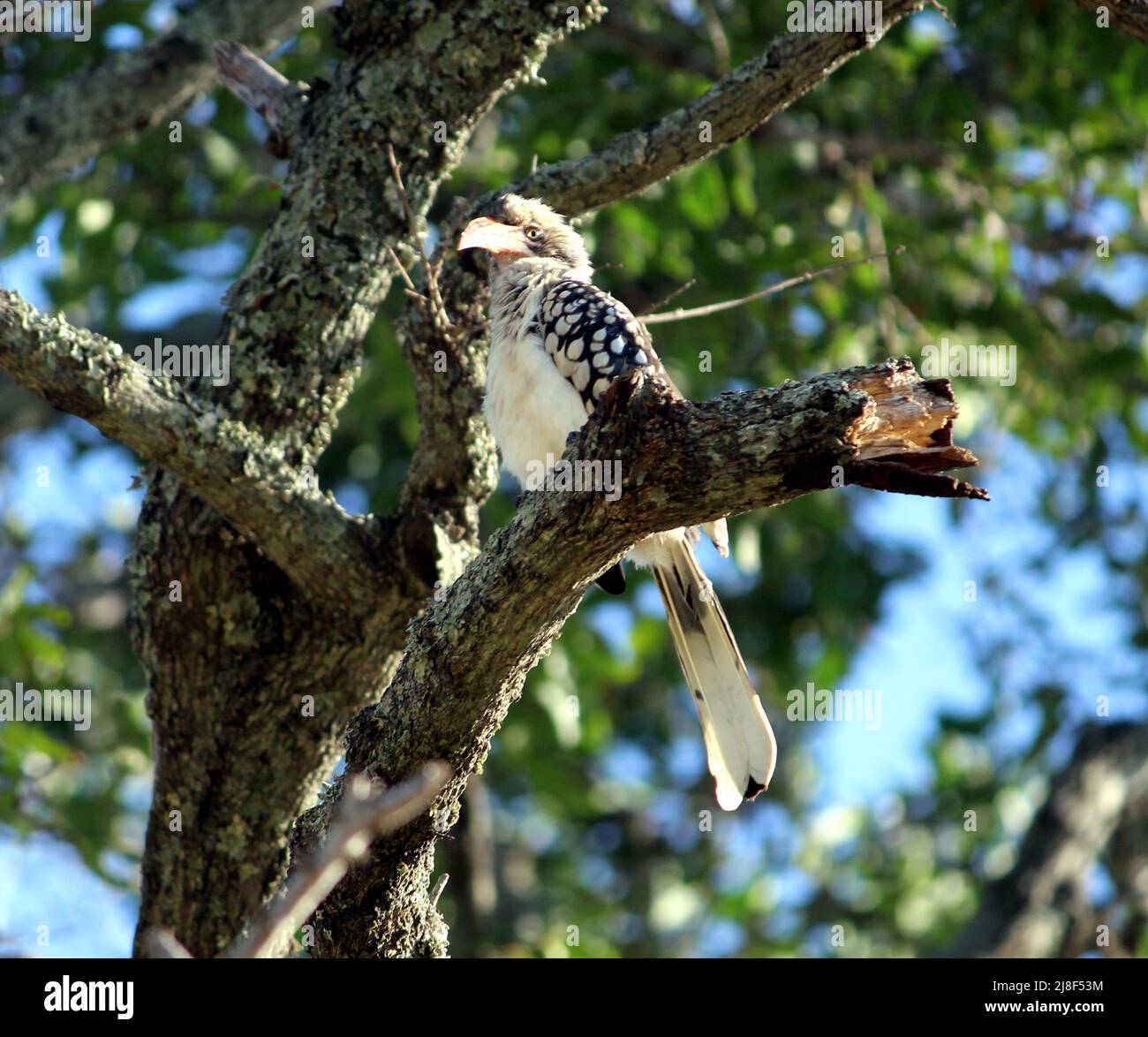 Southern red-billed hornbill (Tockus rufirostris) surveying the surrounding from a perch on a tree : (pix SShukla) Stock Photo