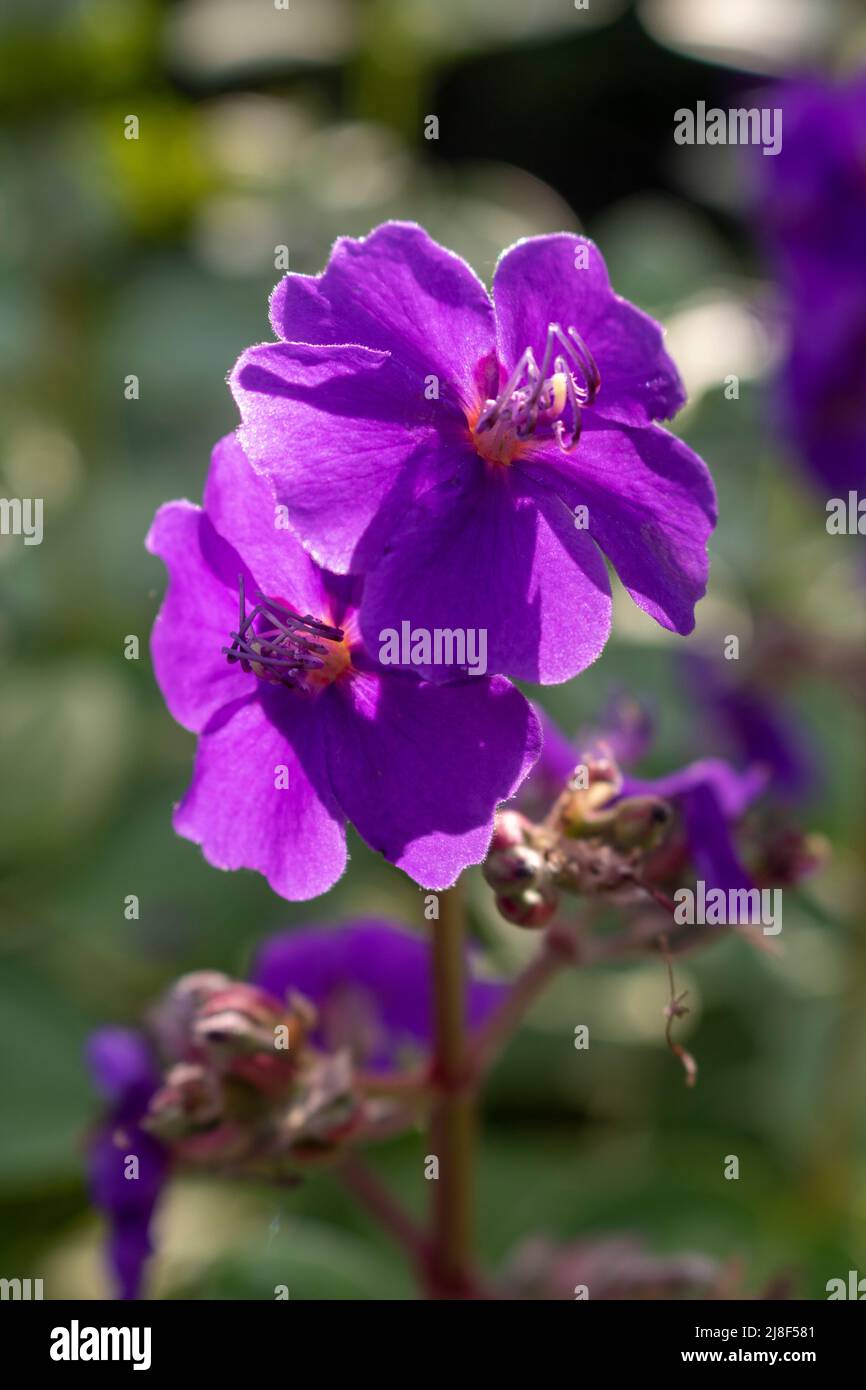 purple violet flower bloosums in an outdoor garden Stock Photo