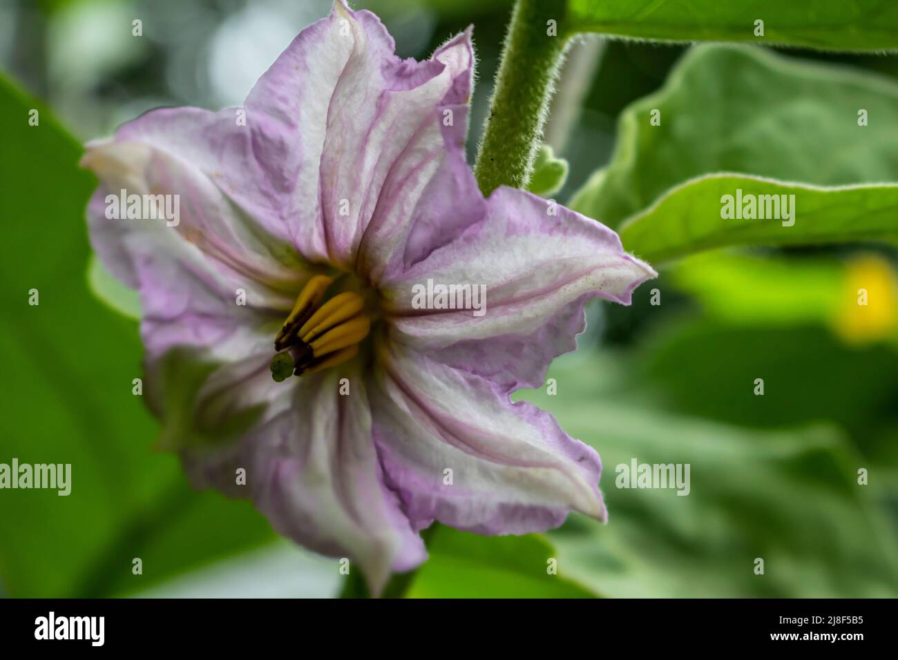 Beautiful Purple eggplant flowers on green leaves nature blurred