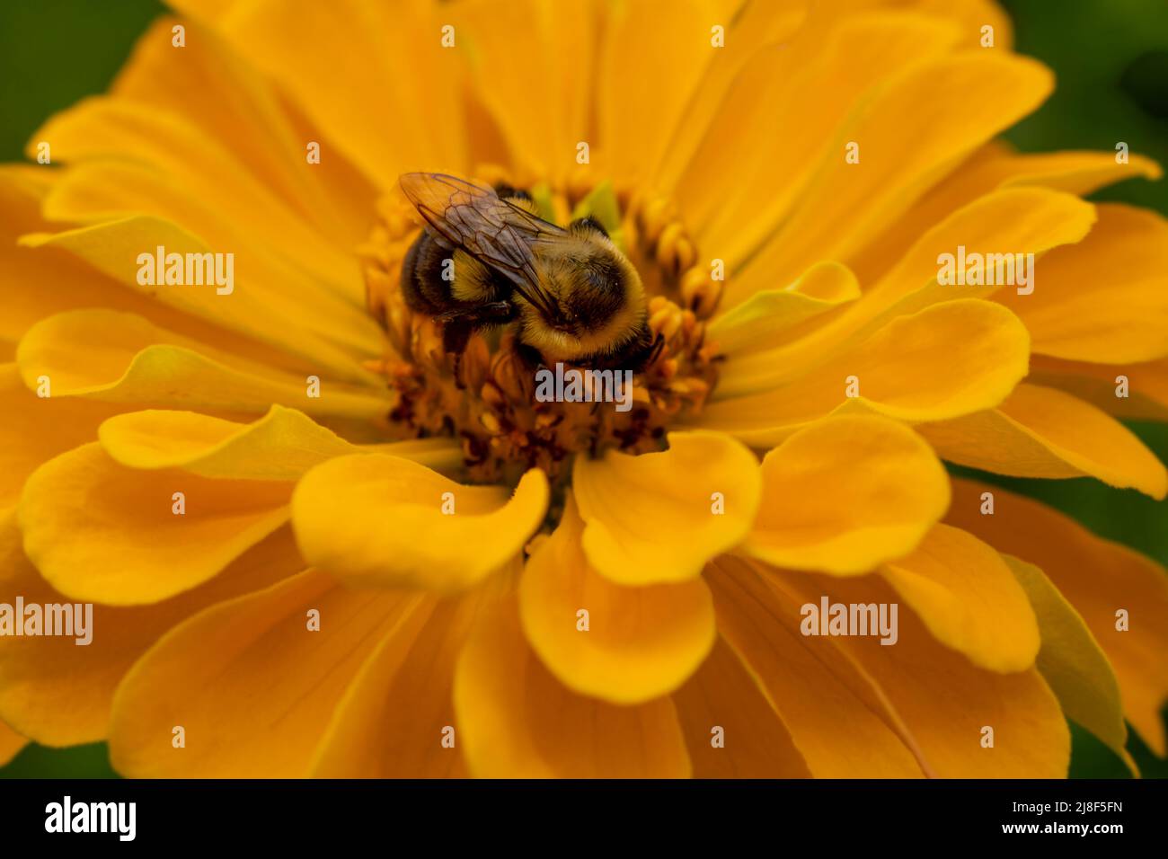bumblebee feeding on flower feeding on nectar close-up Stock Photo