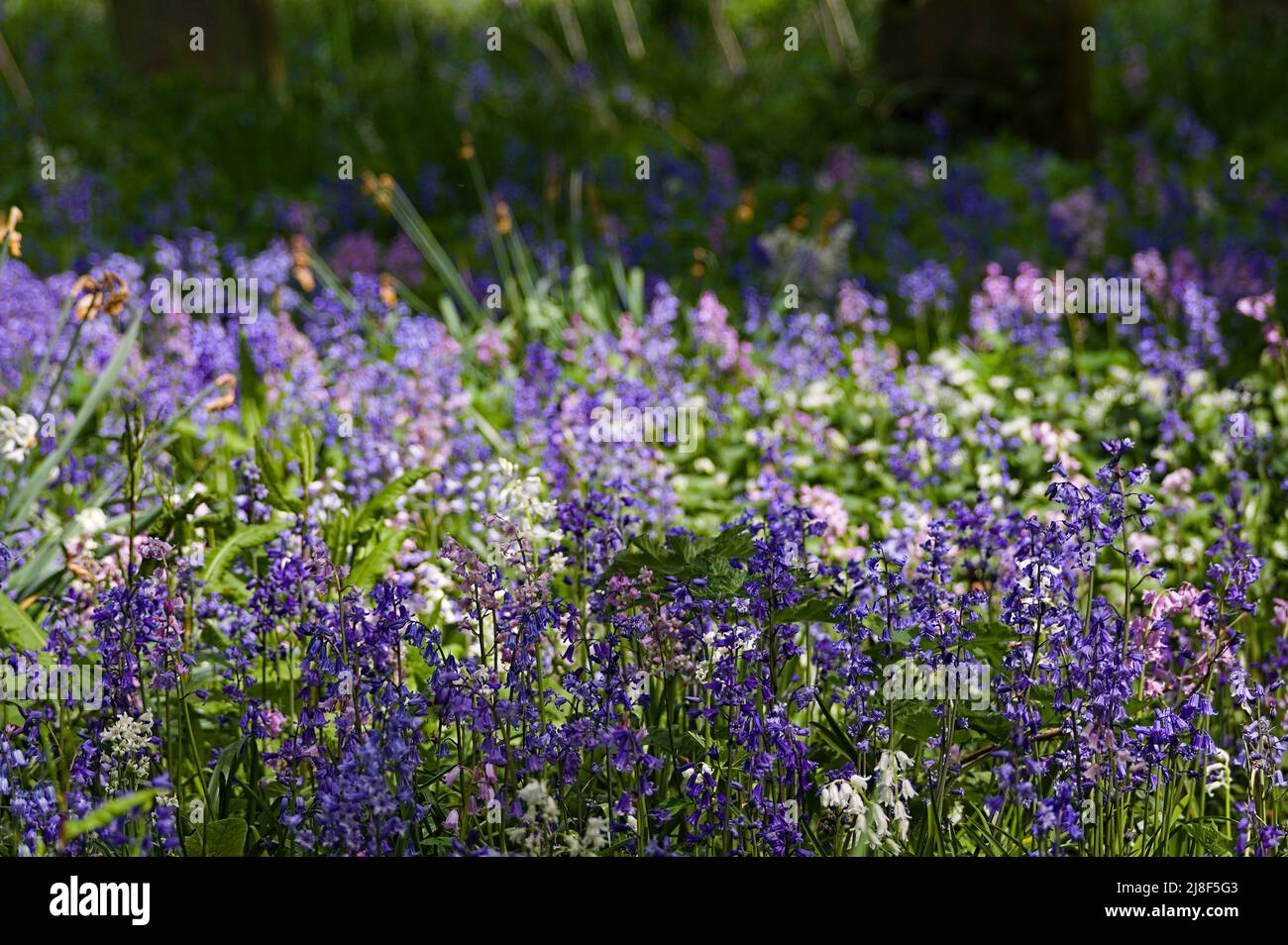 colored bluebell flowers (Hyacinthoides non-scripta) in woodland on a sunny springtime day Stock Photo