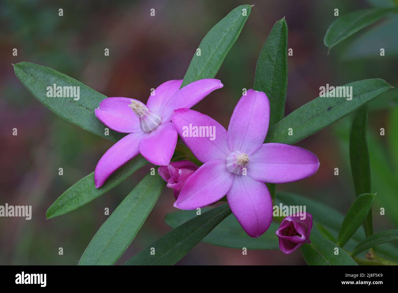 Australian Pink Wax Flower (Eriostemon australasius) Stock Photo