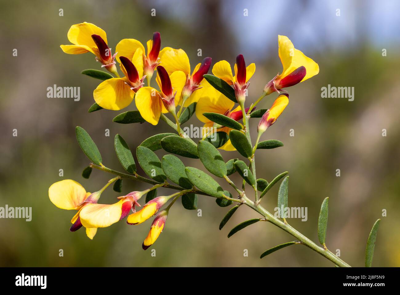 Australian Native Variable Bossiaea (Bossiaea heterophylla) Stock Photo