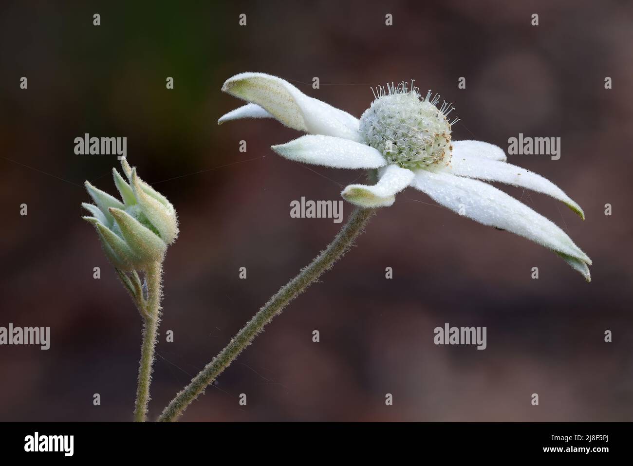 Australian native Flannel Flower (Actinotus helianthi) Stock Photo