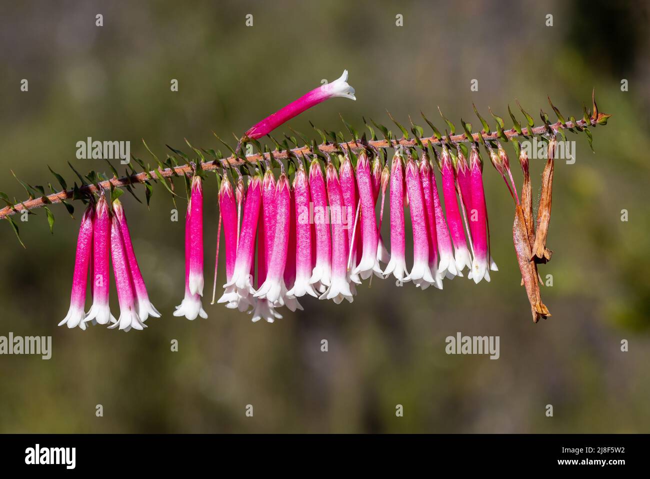 Australian native Fuchsia Heath (Epacris longiflora) Stock Photo