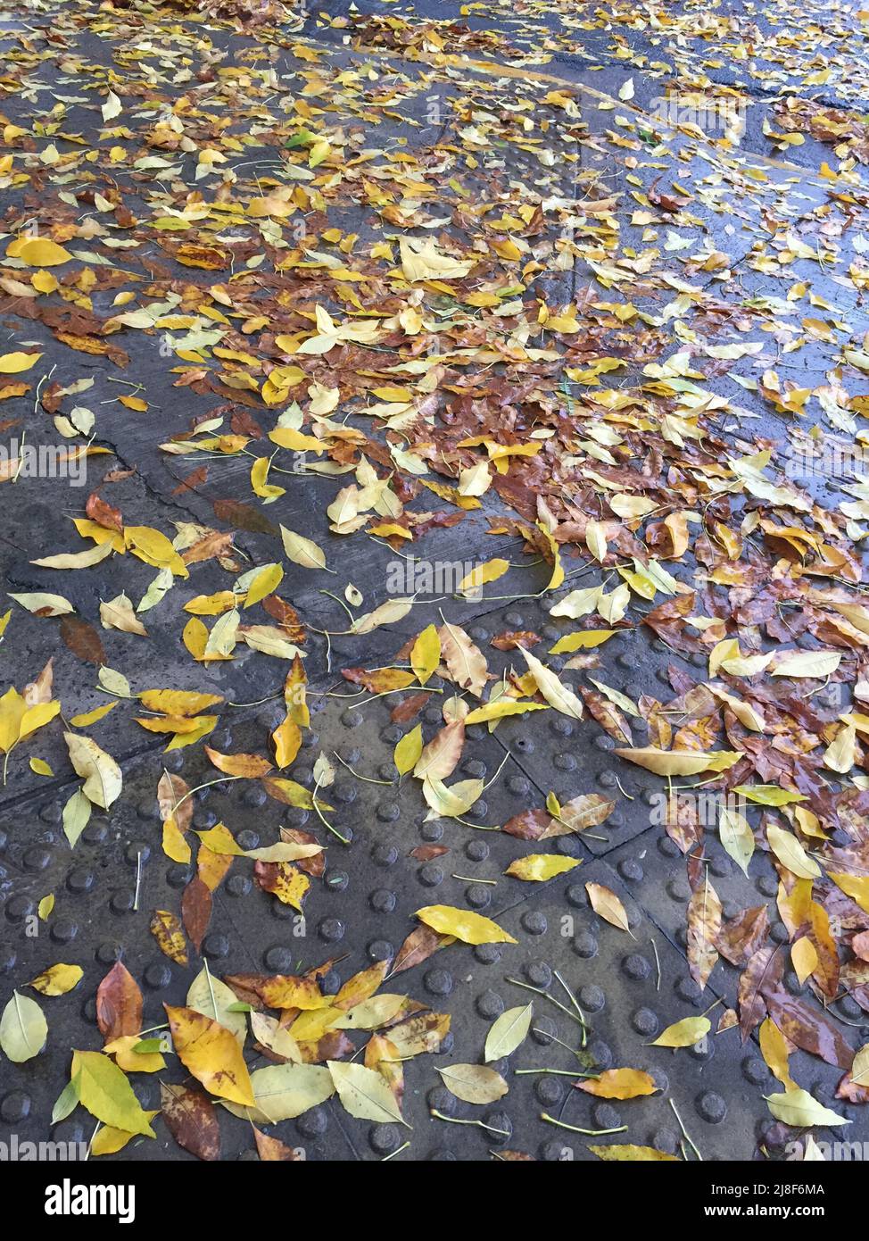 yellow leaves on a path Stock Photo - Alamy