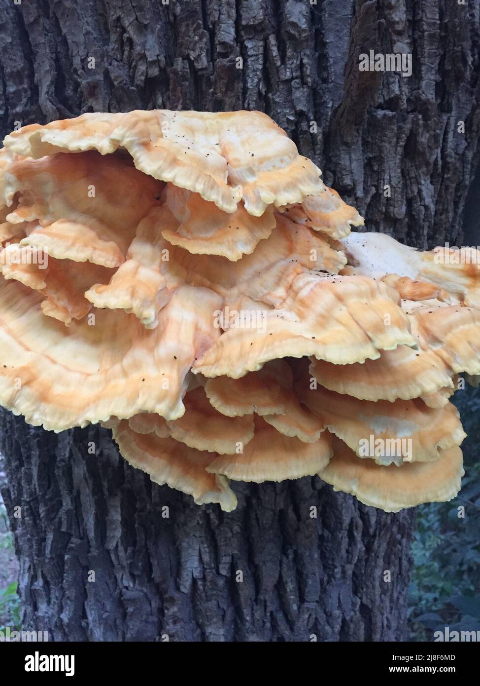 Fungi on the bark of a tree Stock Photo - Alamy