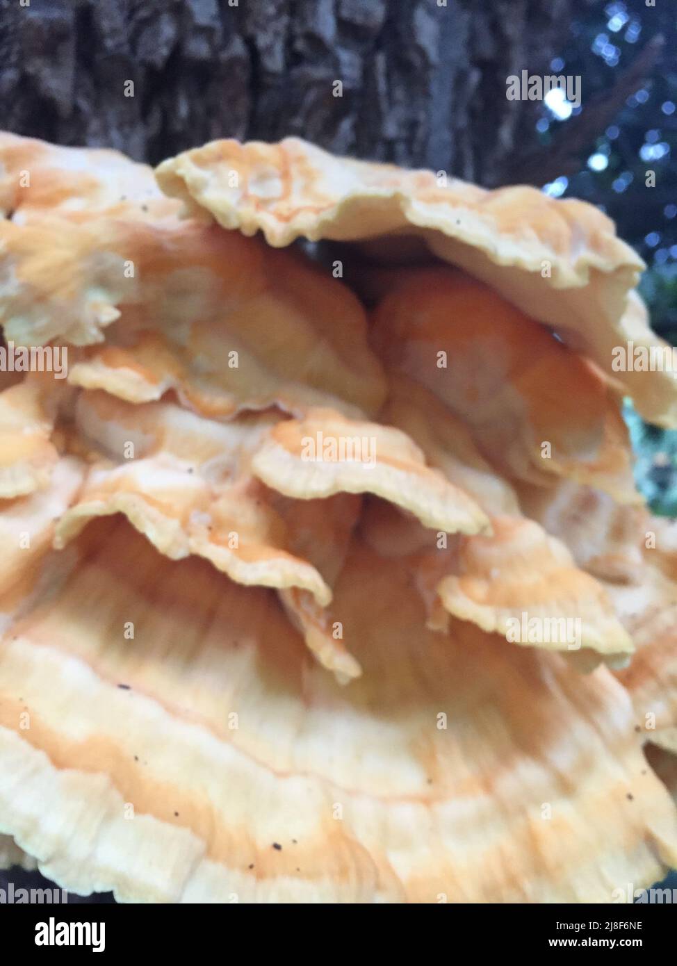 Fungi on the bark of a tree Stock Photo - Alamy