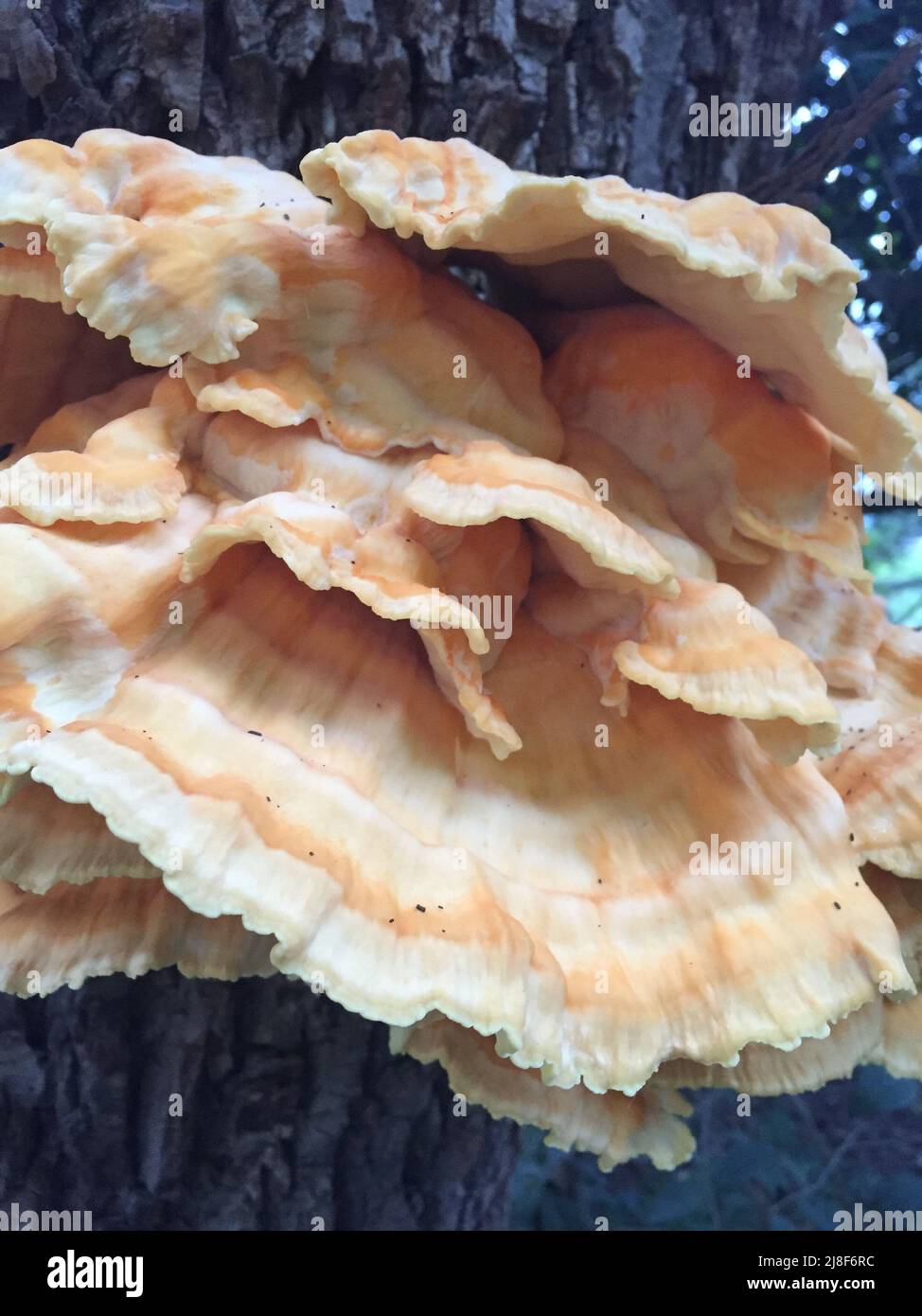 Fungi on the bark of a tree Stock Photo - Alamy