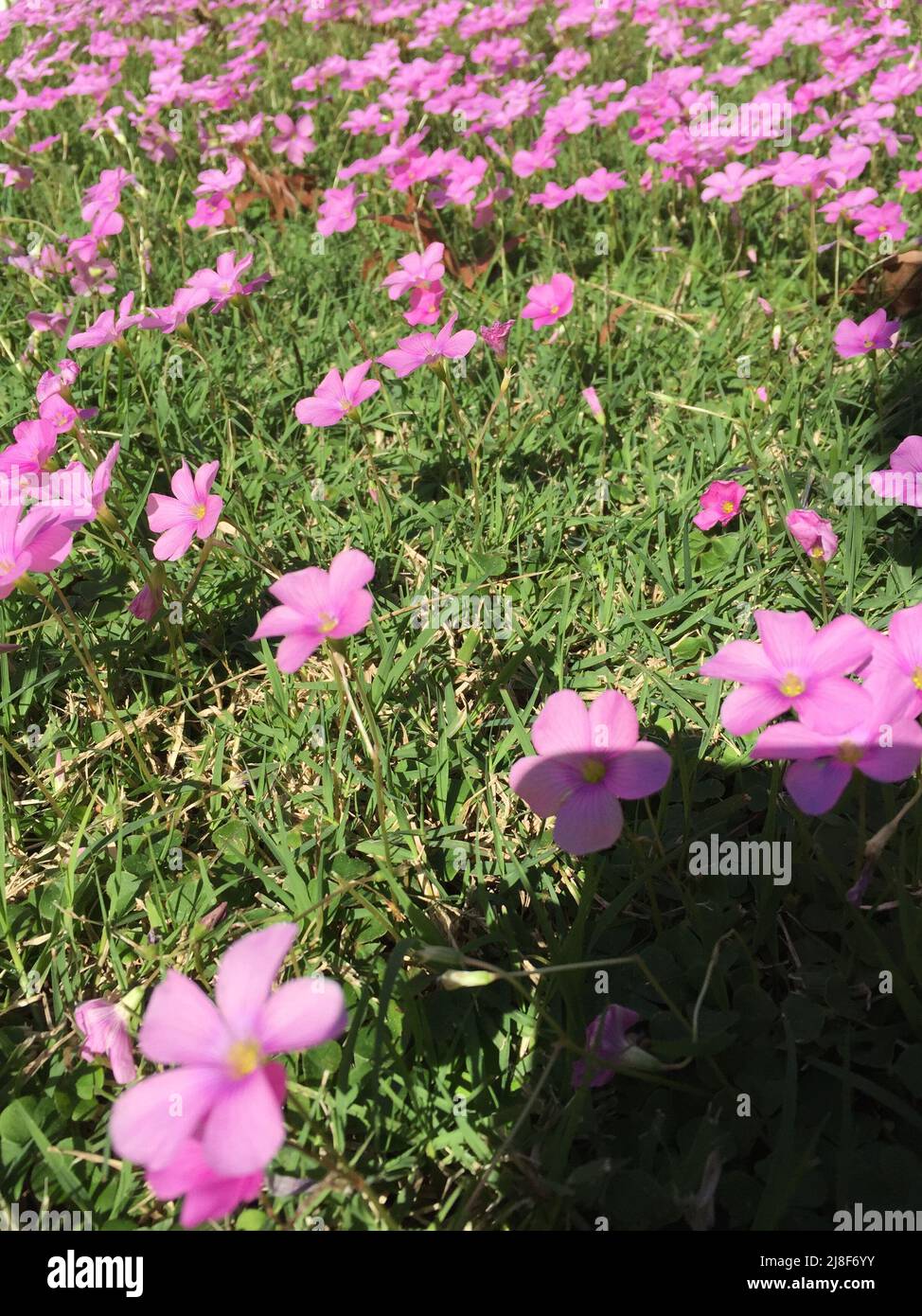 small pink flowers in the grass Stock Photo
