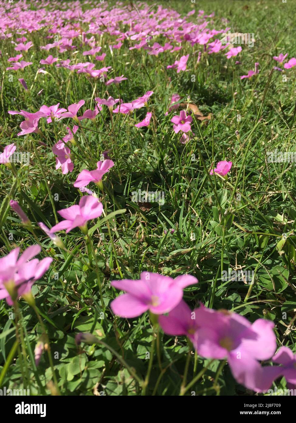 small pink flowers in the grass Stock Photo