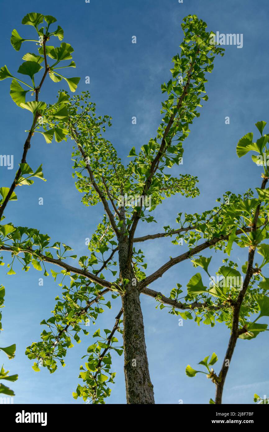The fan shaped green leaves of Ginkgo biloba tree also known as Maidenhair tree. Budding leaves in the springtime. Stock Photo