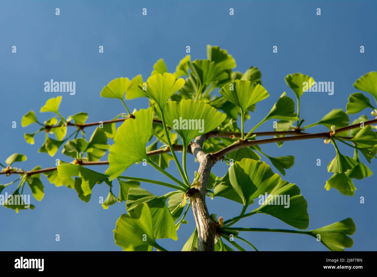 The fan shaped green leaves of Ginkgo biloba tree also known as Maidenhair tree. Budding leaves in the springtime. Stock Photo