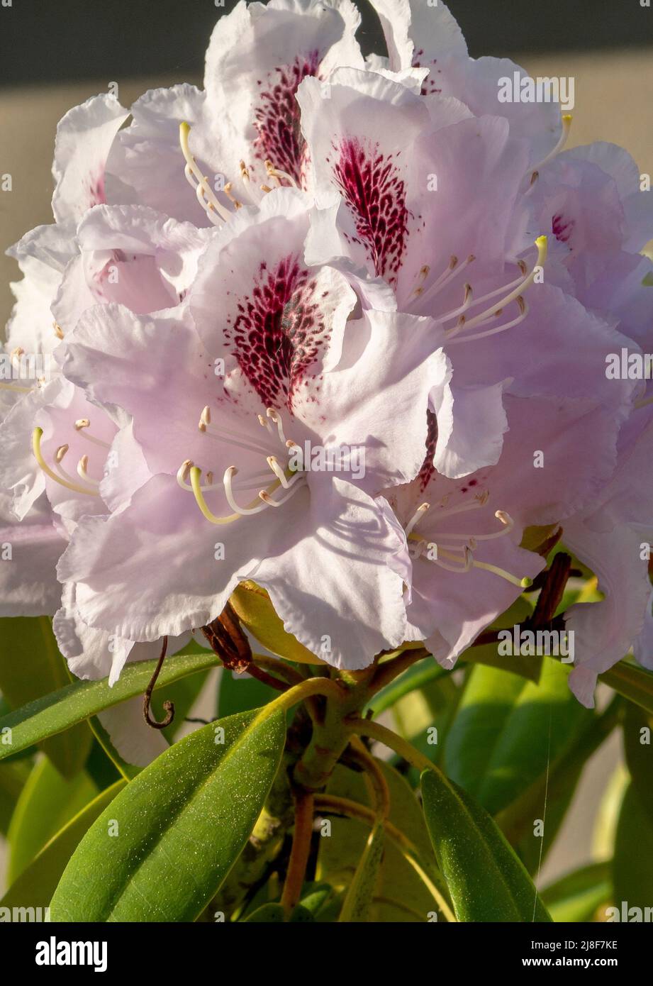 Blooming white rhododendron flowers in the garden. Close up. Detail. Macro. Stock Photo