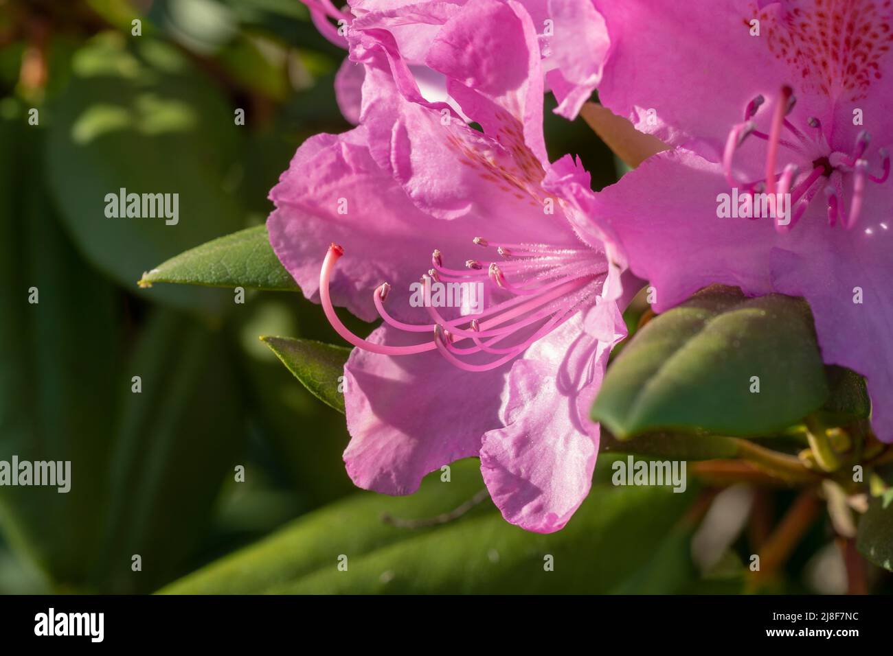 Pink Rhodos Blooming pink rhododendron flowers in the garden. Close up. Detail ...