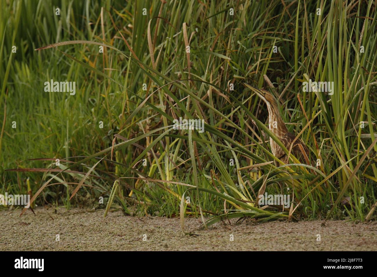 Tall grass pond hi-res stock photography and images - Alamy