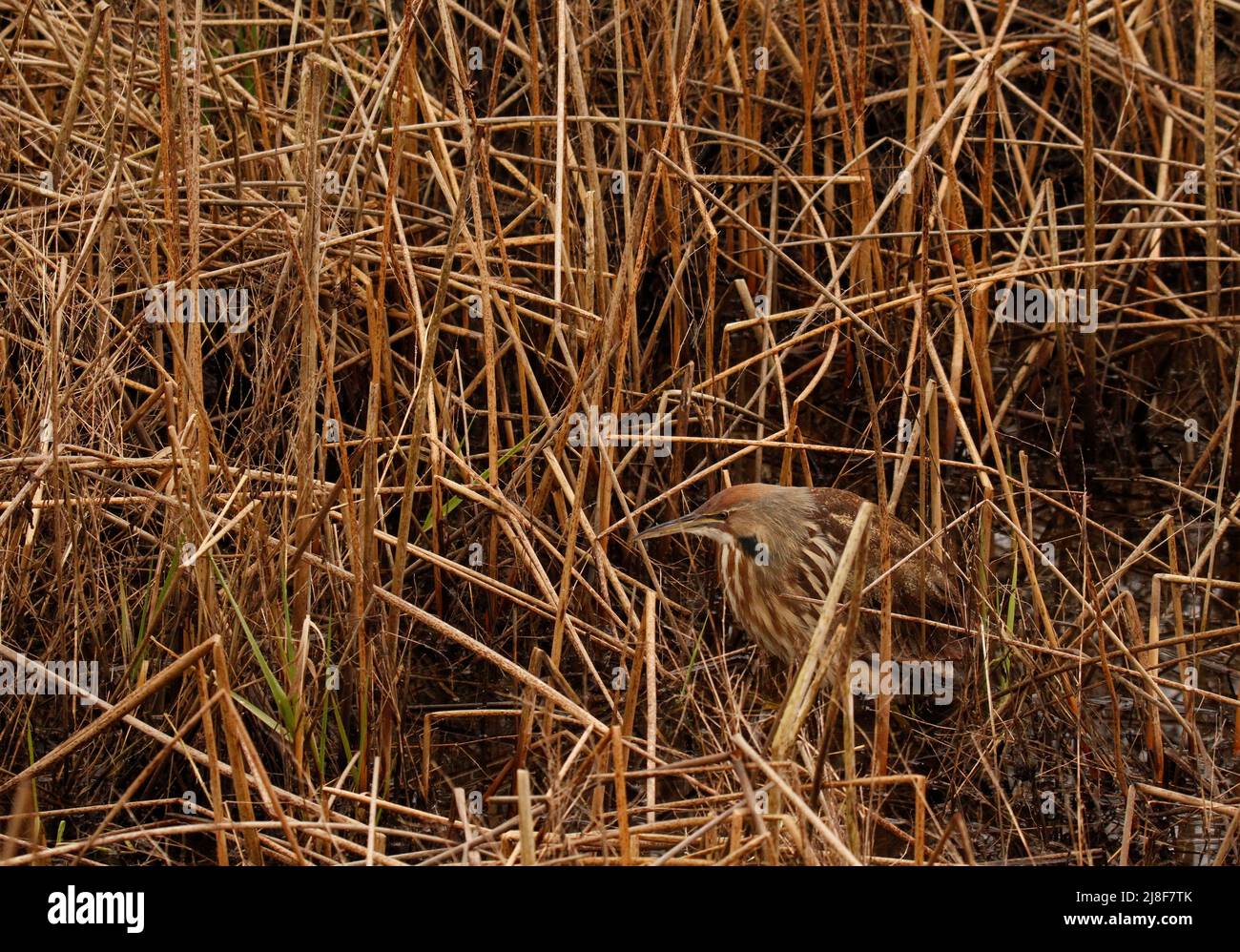 Tall grass tall marsh grass hi-res stock photography and images - Alamy