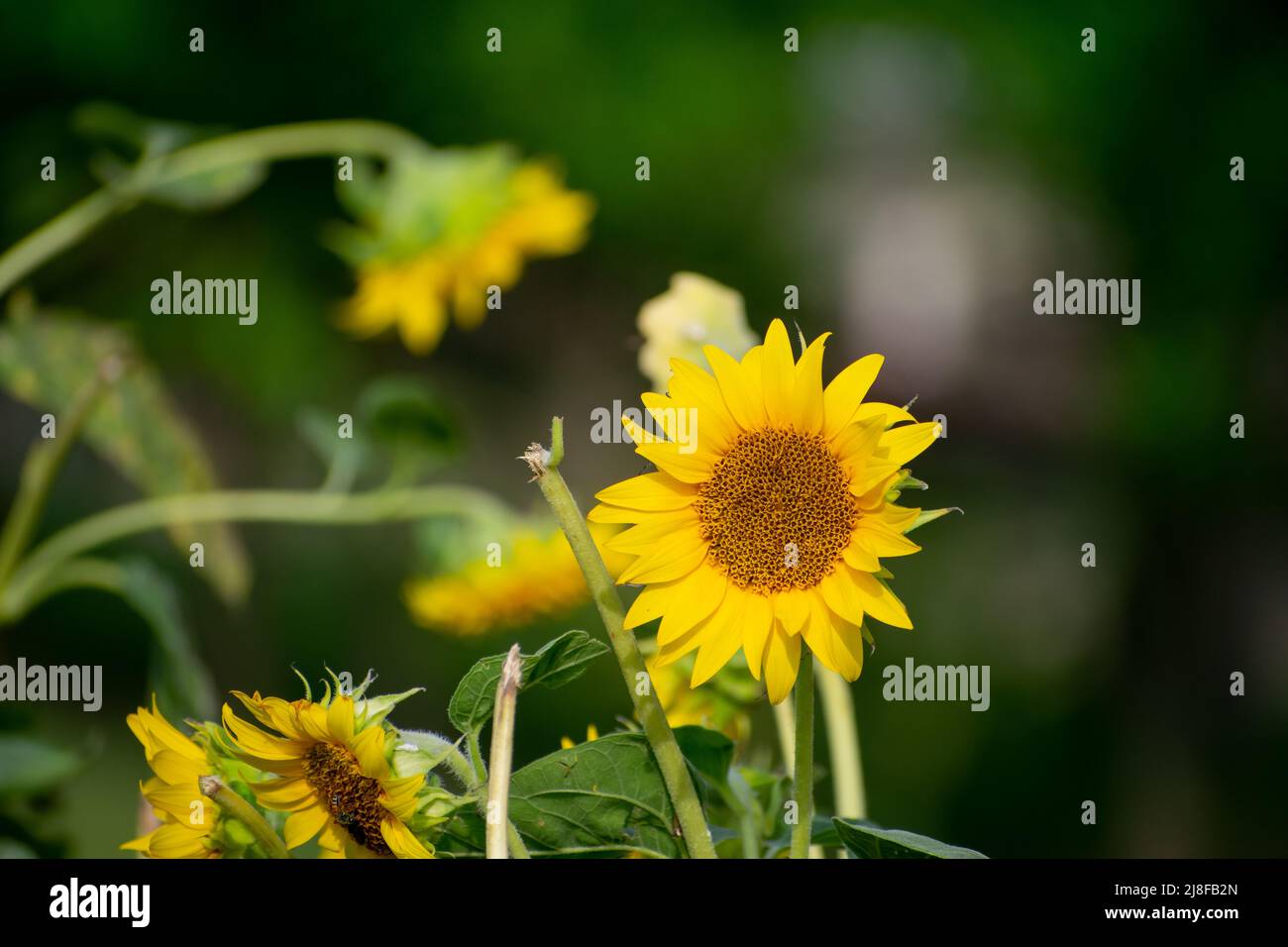 Extra large sunflower in close up Stock Photo - Alamy