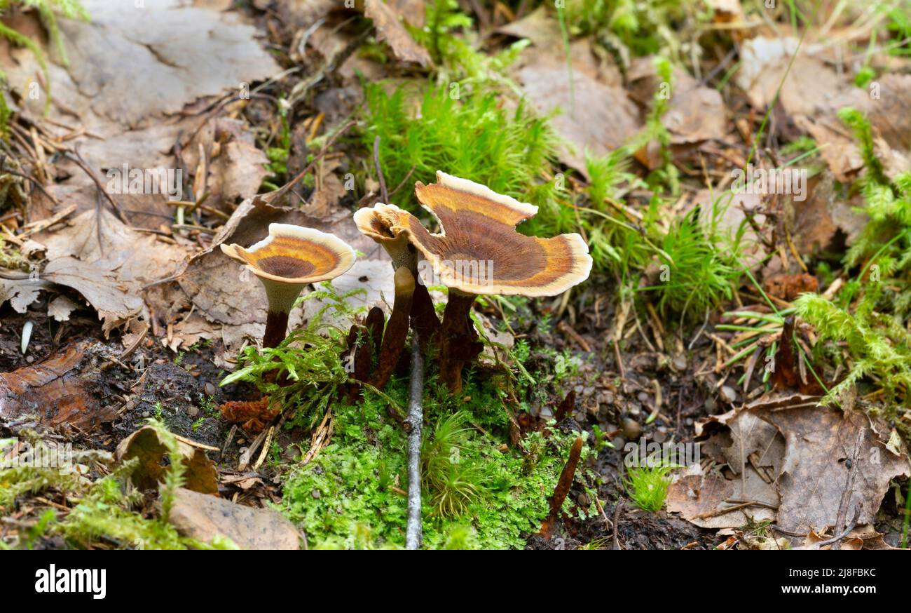Tiger's eye fungus, Coltricia perennis growing in natural environment, horizontal composion Stock Photo