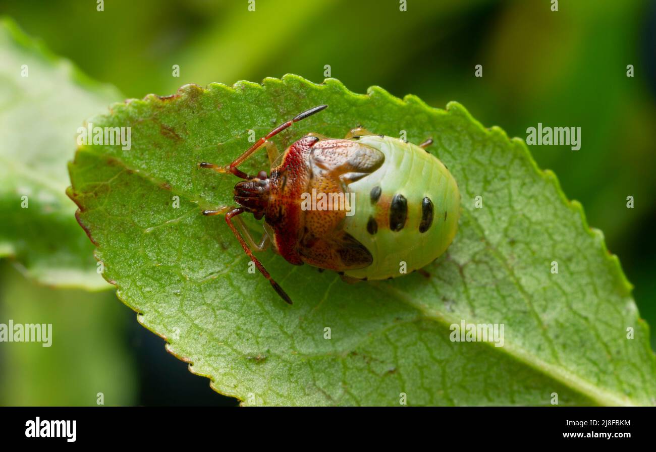 Shield bug, Elasmucha ferrugata nymph on blueberry leaf Stock Photo