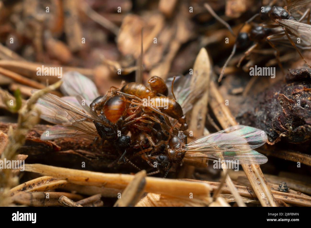 Mating behavior of Myrmica ants Stock Photo