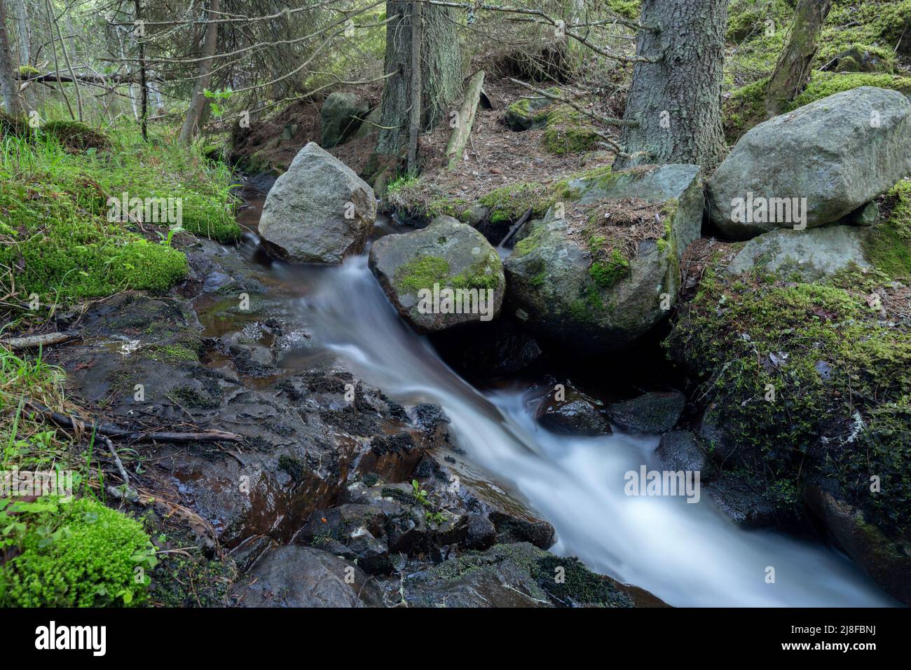 Small stream in natural forest photographed with long exposure. The location is a forest in Sweden. Stock Photo