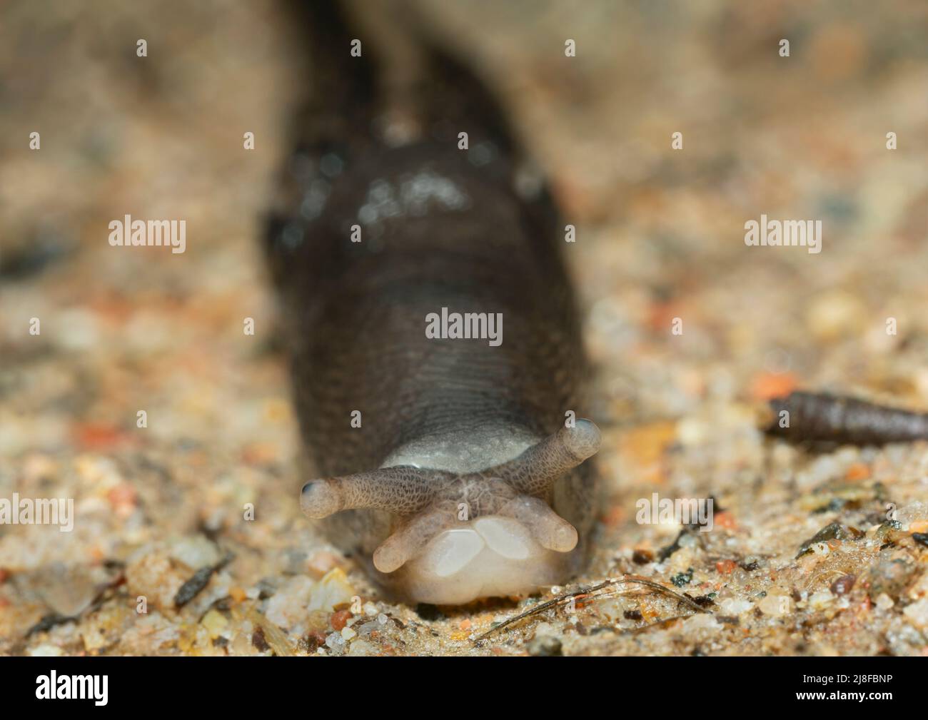 Closeup of ash-black slug, Limax cinereoniger facing the camera Stock Photo