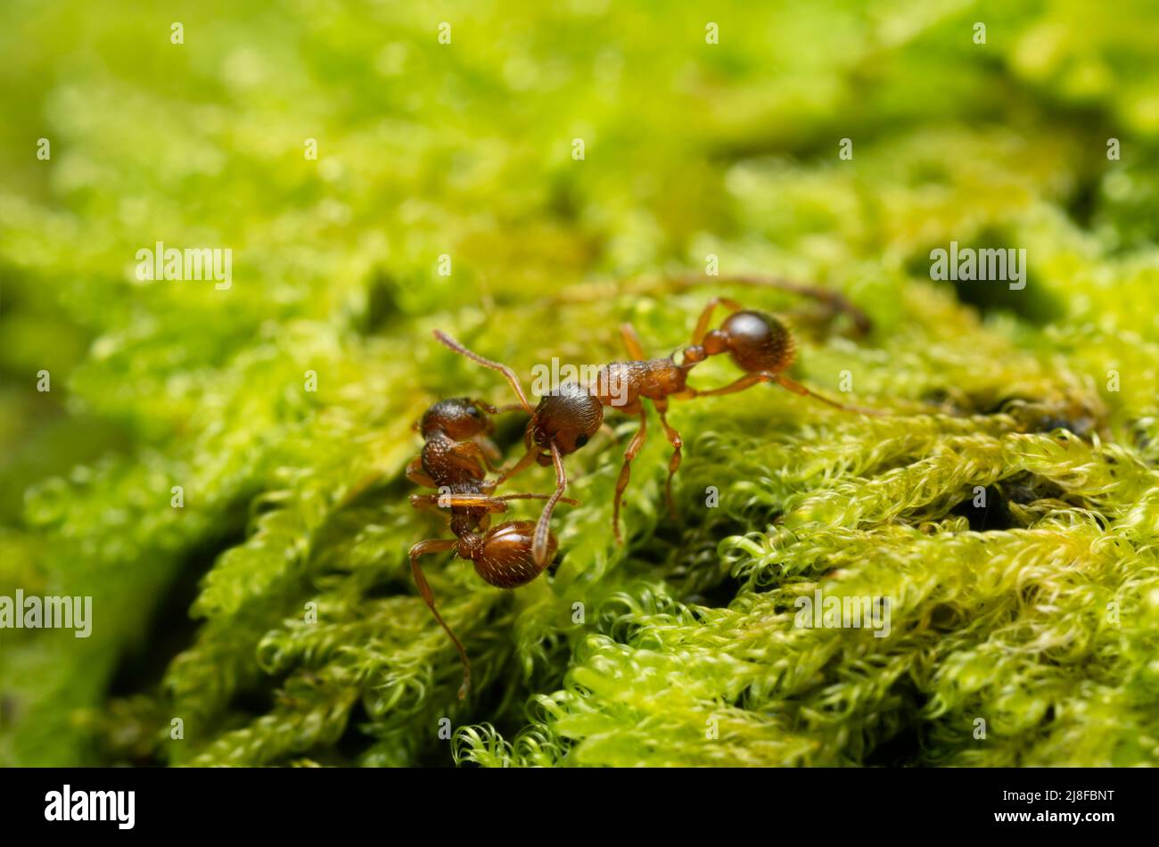 Red ant, Myrmica carrying ant among moss photographed with high magnification Stock Photo