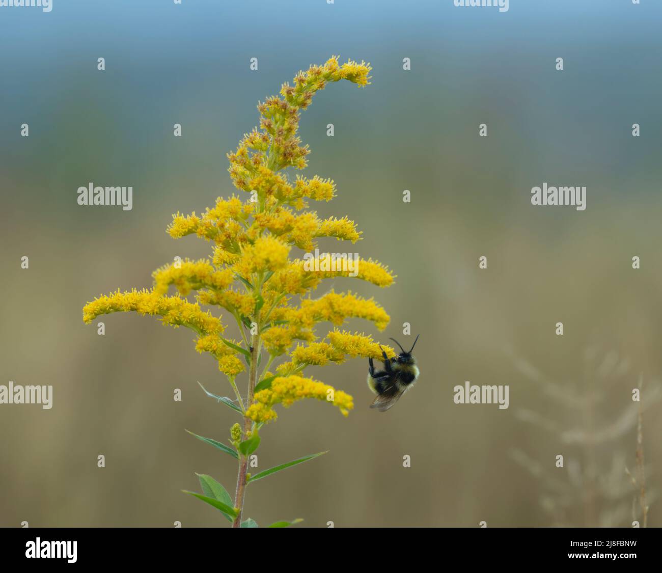 Bumble bee pollinating on blooming Solidago plant photographed with shallow depth of field Stock Photo
