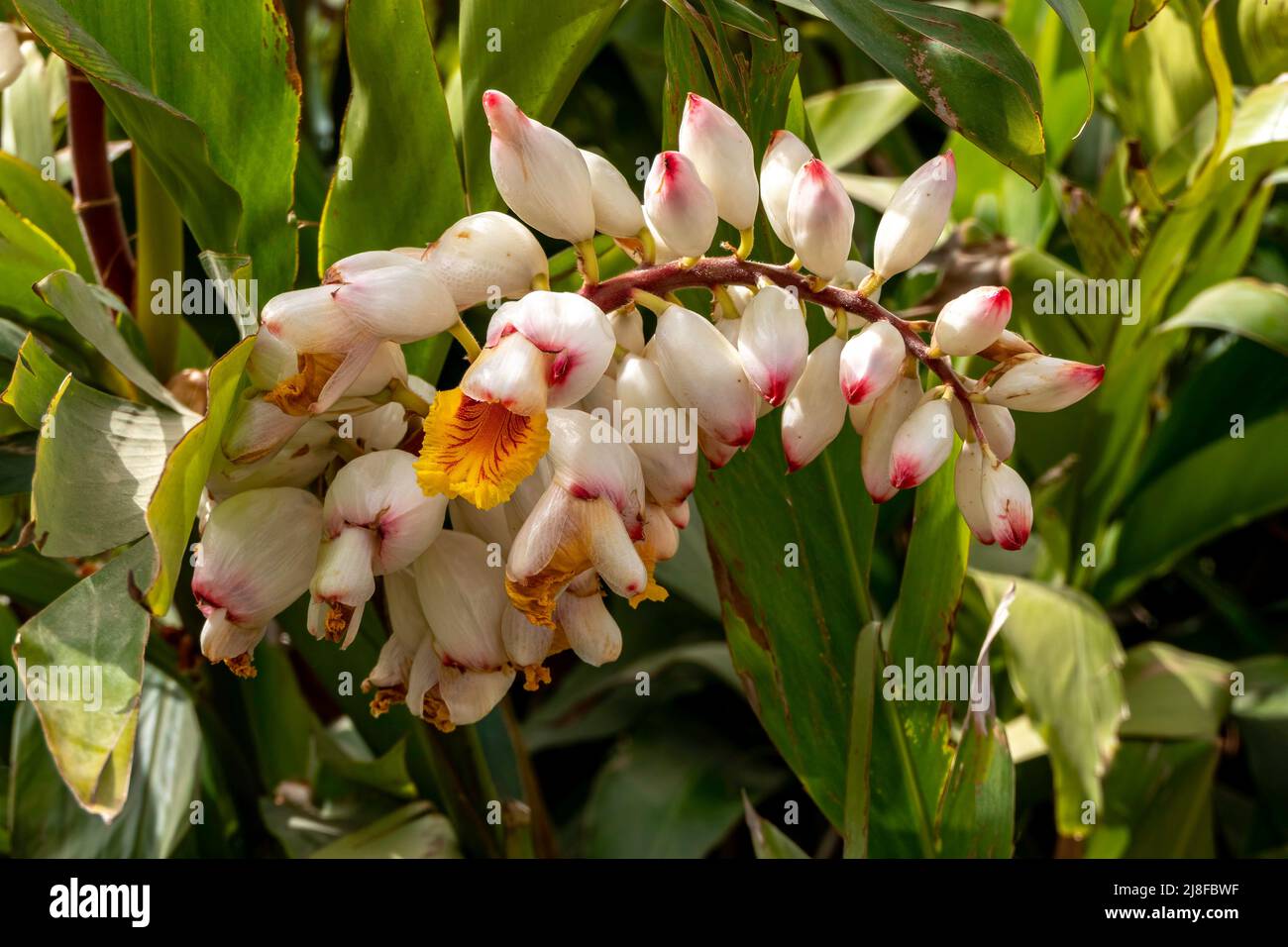 Blossom of Alpinia zerumbet Shell Ginger. White flowers close-up Stock Photo