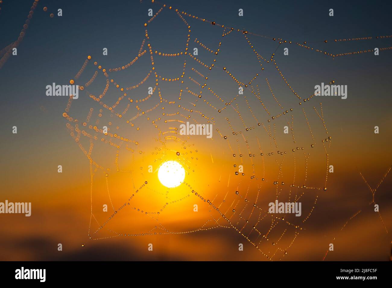 Morning sun shining at dew drops on spider web Stock Photo