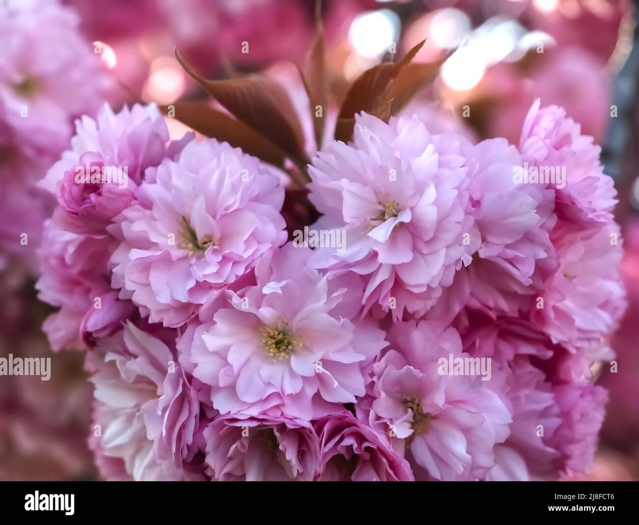 Beautiful blooming cherry tree with pink blossoms Stock Photo