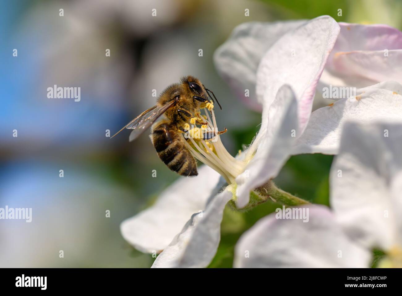 Close Honey bee collecting pollen from apple tree blossom. Spring ...