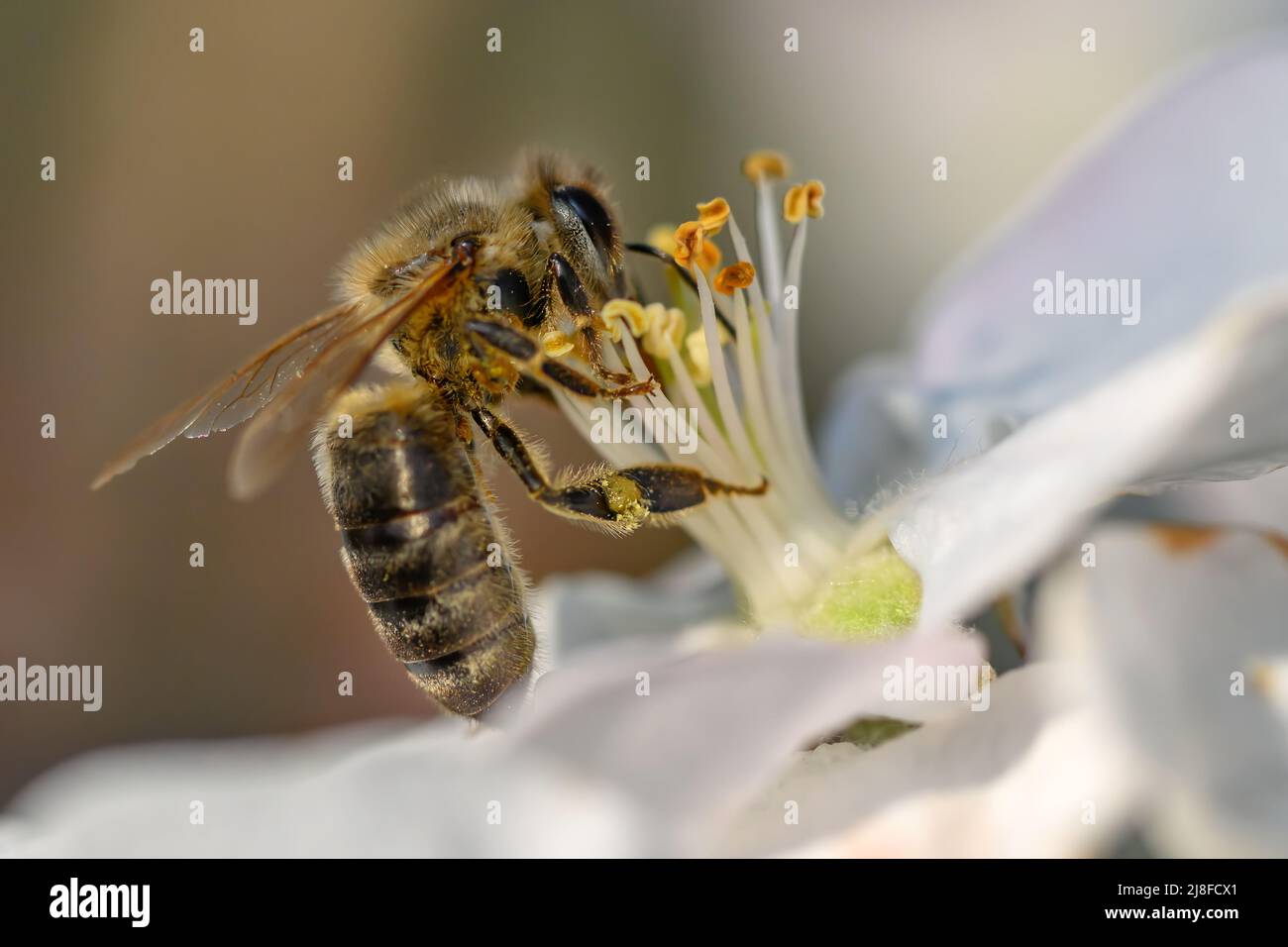 Close Honey bee collecting pollen from apple tree blossom. Spring ...