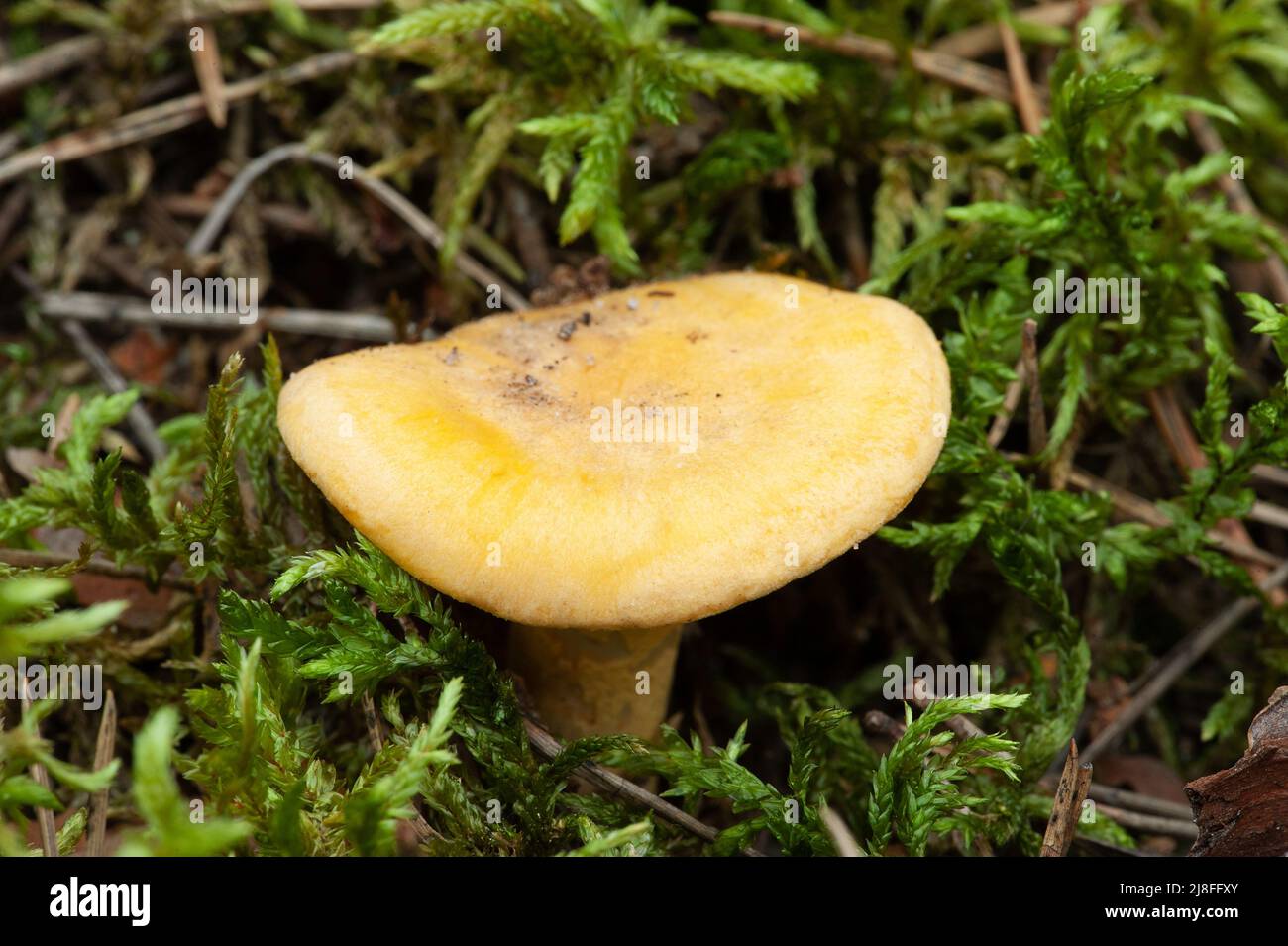 Wildlife of Europe - edible and inedible mushrooms growing in forest Stock Photo