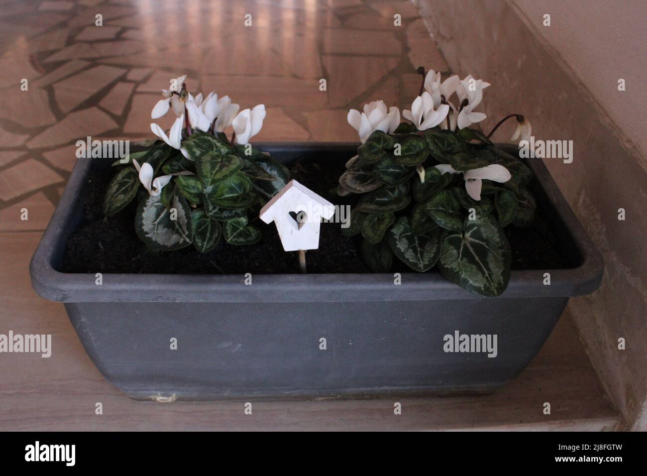 Primula - A vase of flowers sitting in a box Stock Photo - Alamy