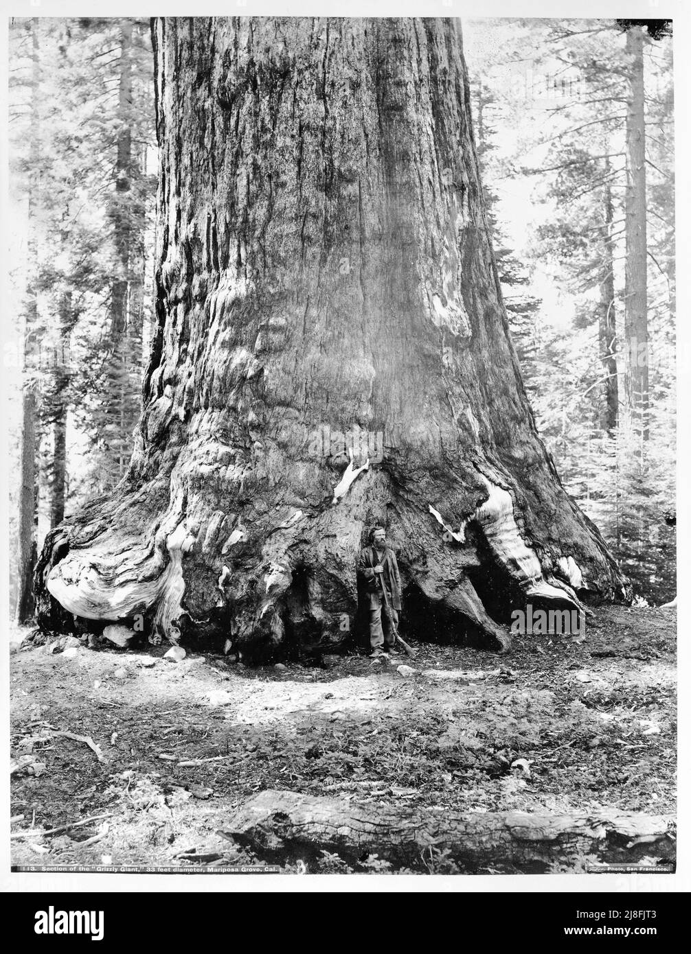 Isaiah West Taber - Section of the Grizzly Giant with Galen Clark, Mariposa Grove, Yosemite - 1865 Stock Photo