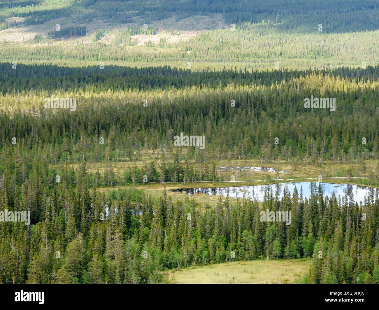 Old growth forest landscape with lakes and bogs Stock Photo