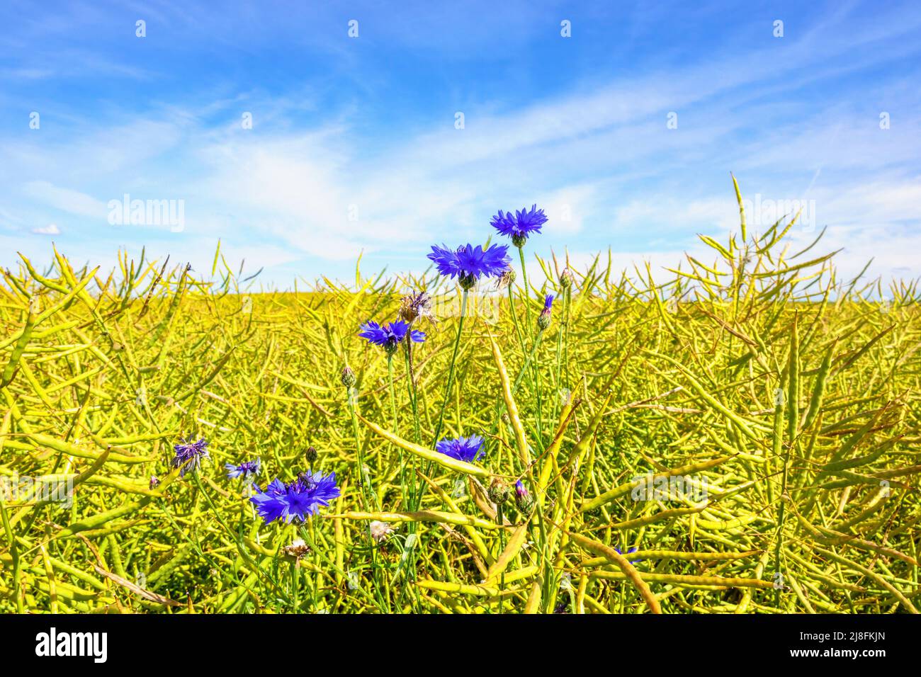 Flowering Cornflower in a farmland Stock Photo Alamy