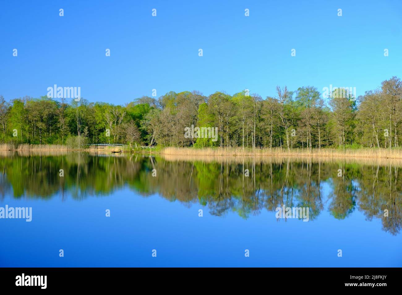 Lake with beautiful reflections in the spring Stock Photo