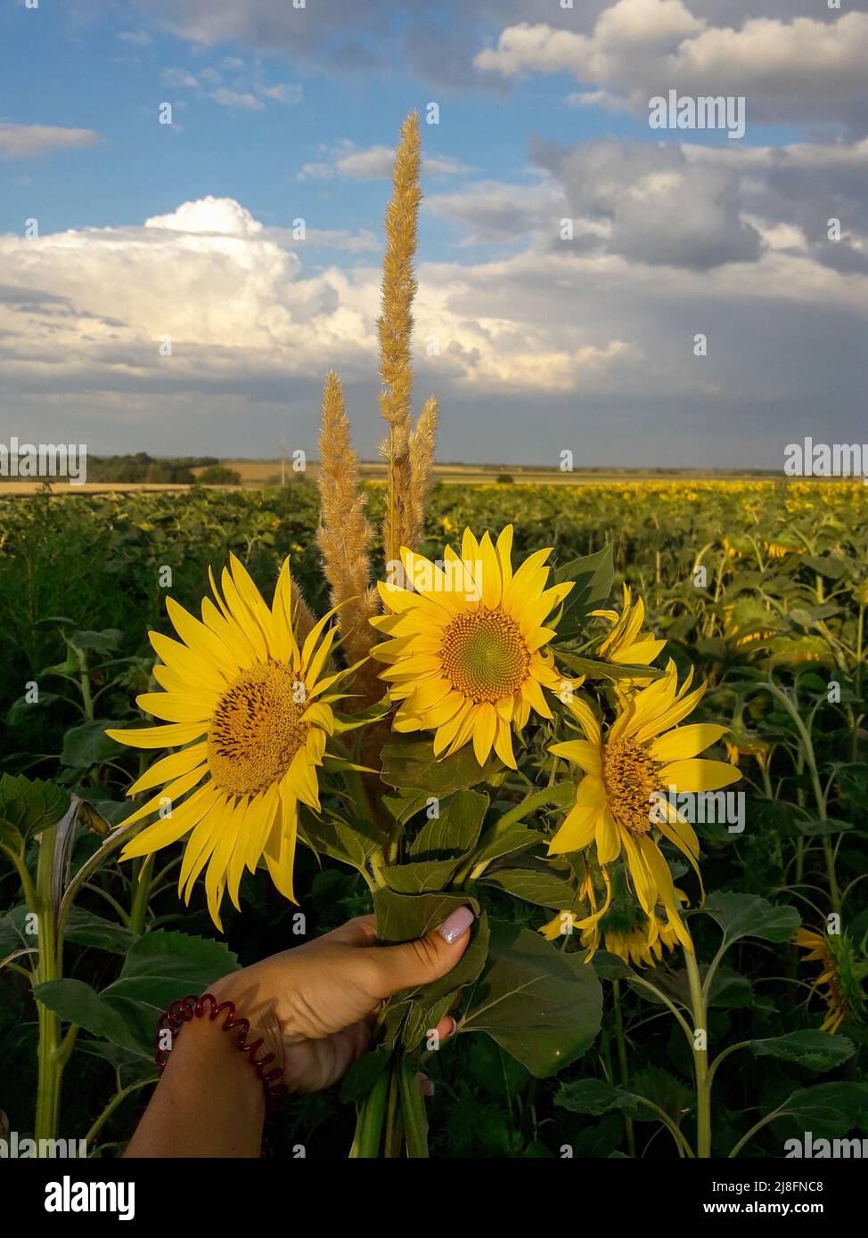 women hand holding bouquet of three sunflowers in the golden hour. field of sunflowers and blue sky with clouds Stock Photo