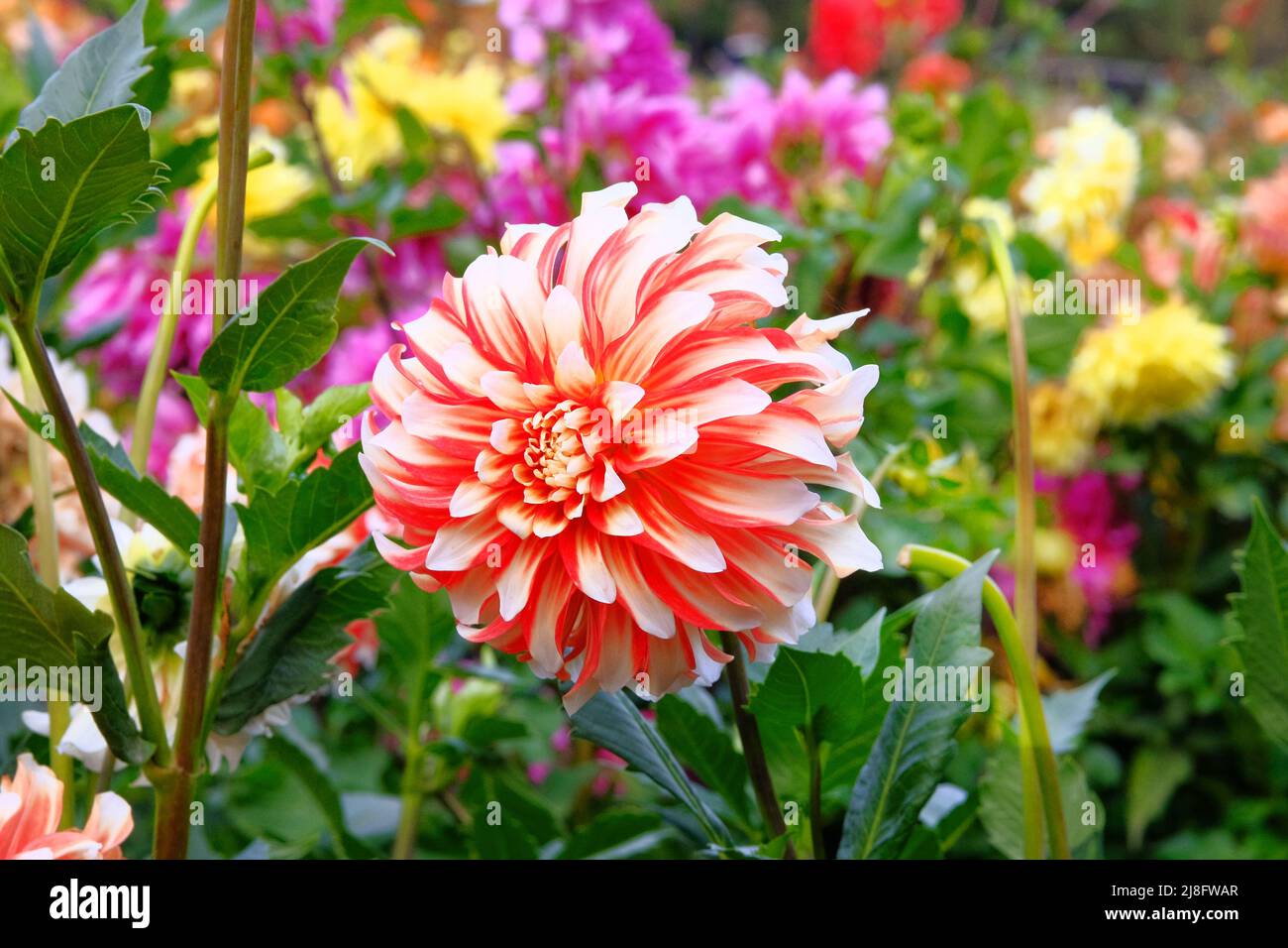 Pink Dahilia in gardening nursery. Natural blooming background. Water pipe flower. Cane flower. Stock Photo