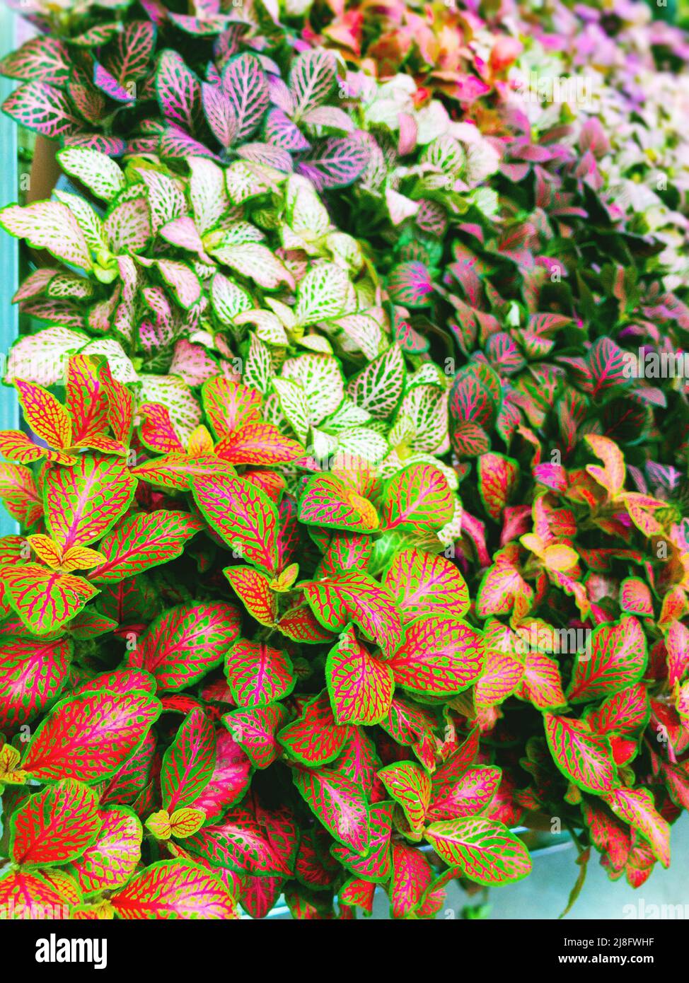 the Fittonia colorful sorts, artificial domestic plants Stock Photo
