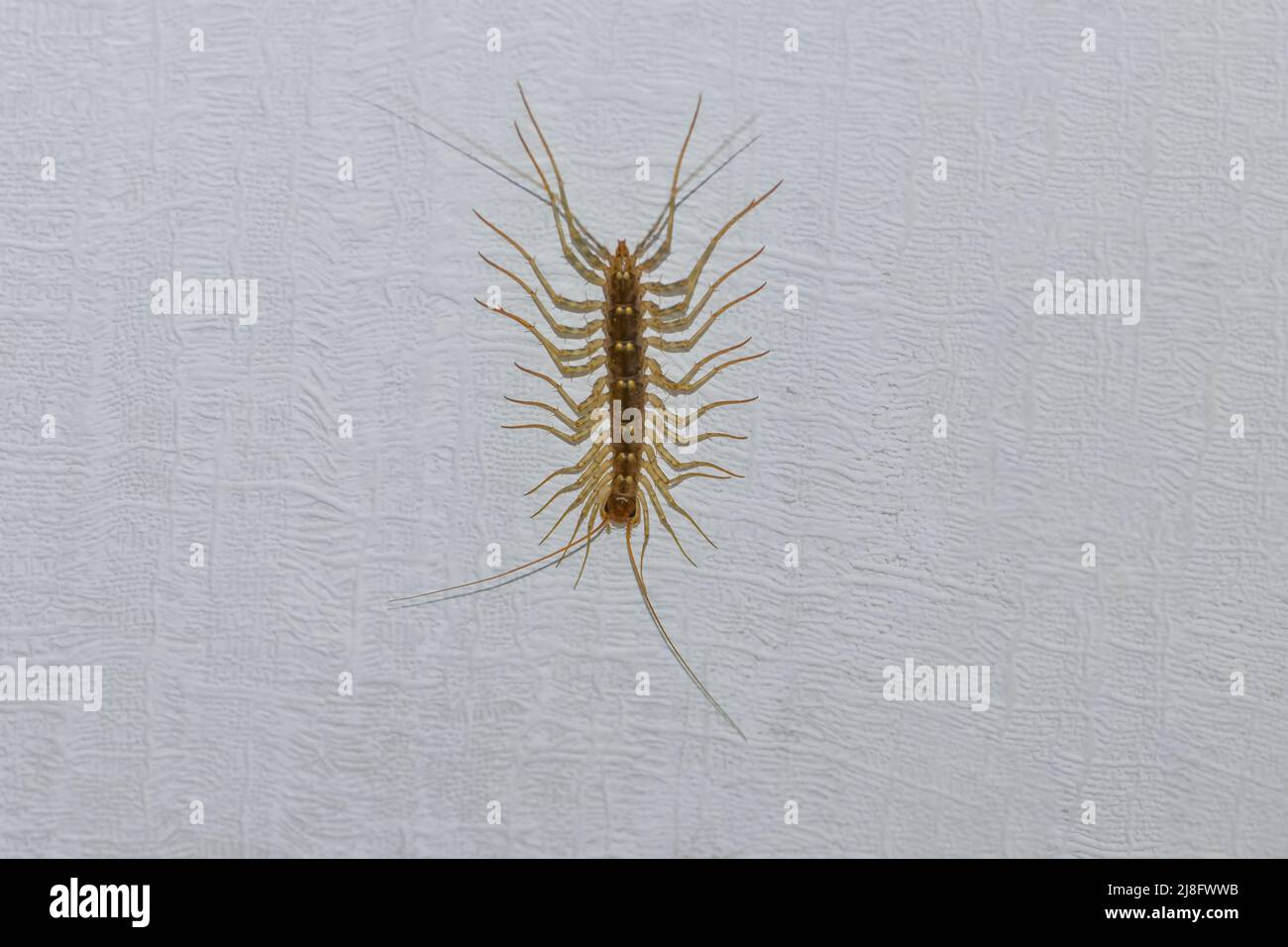 house centipede larva