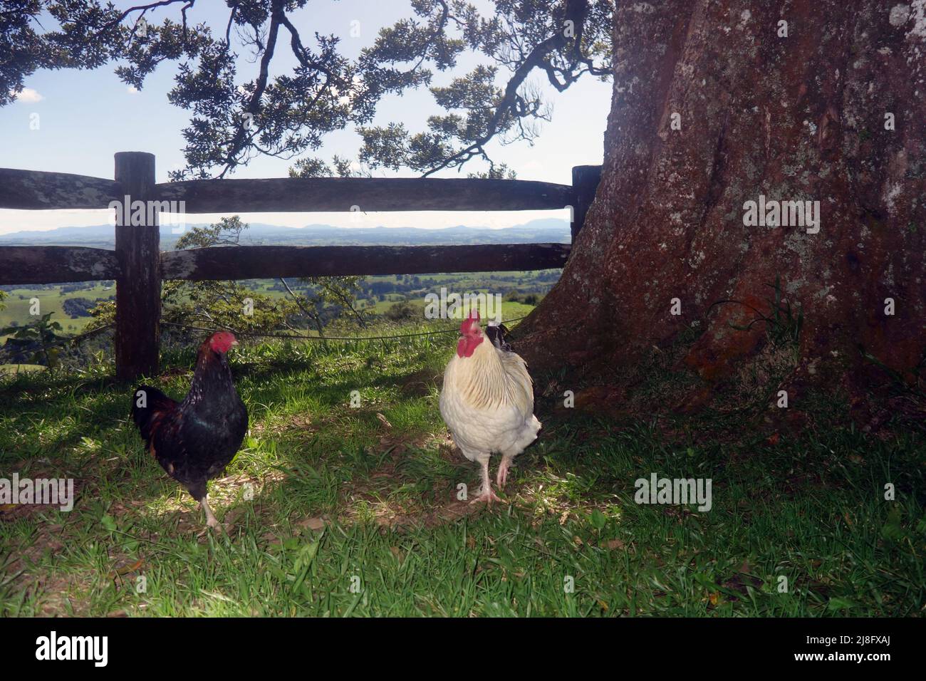Chickens waiting to ambush picnickers at Millaa Millaa Lookout, Atherton Tablelands, Queensland, Australia Stock Photo