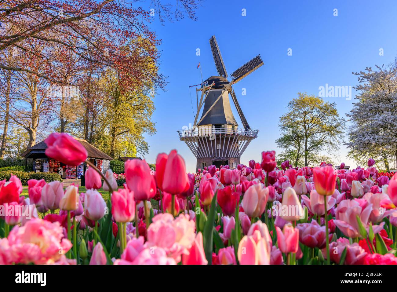 Blooming colorful tulips flowerbed in Keukenhof public flower garden with windmill. Lisse, Holland, Netherlands. Stock Photo